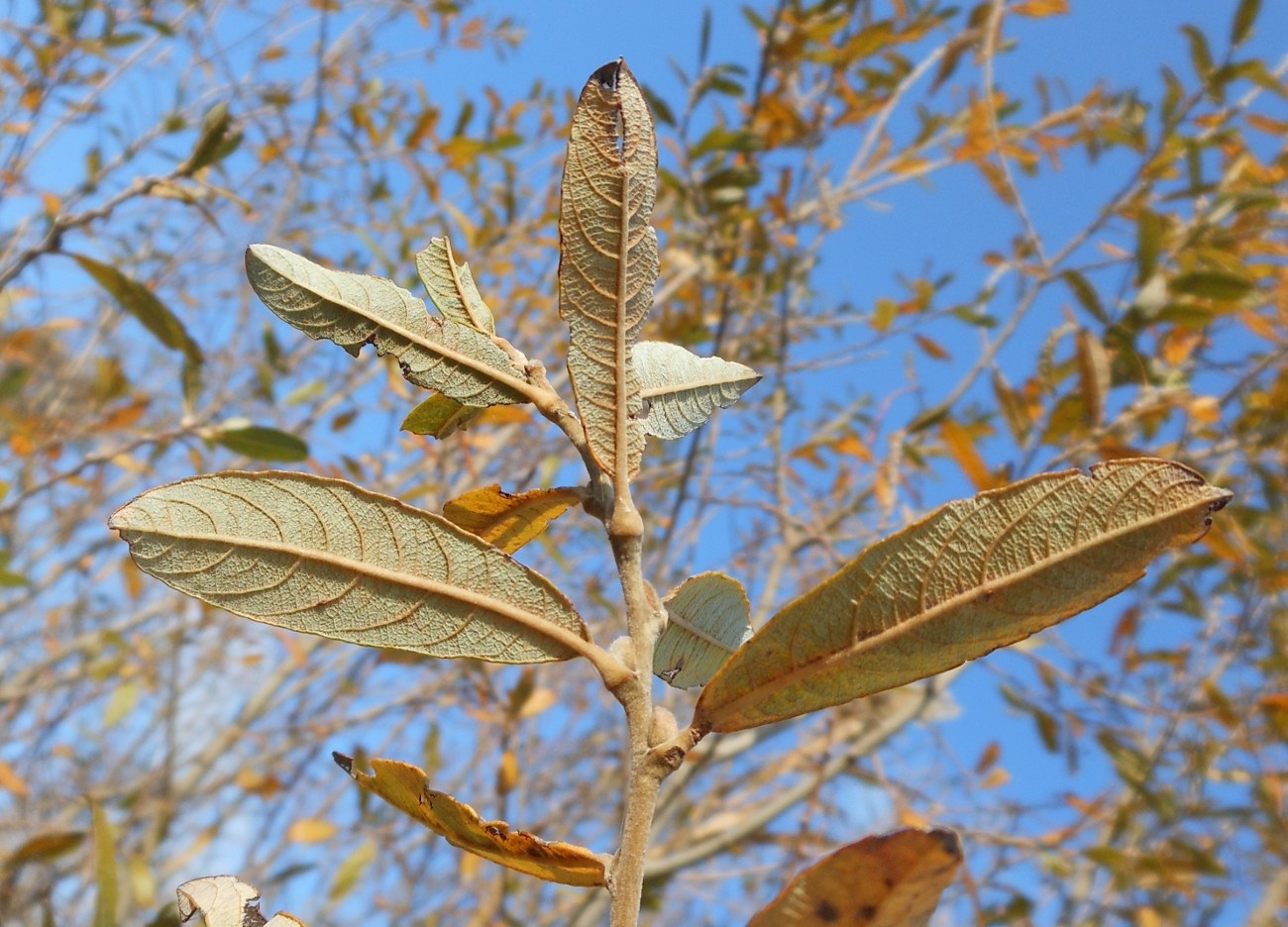 Salix atrocinerea / Salice di Gallura